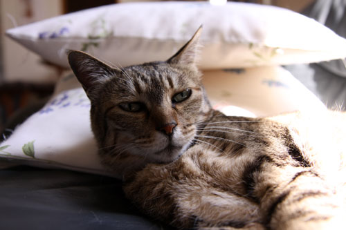 猫たちには関係のないGW_d0355333_19310372.jpg