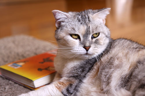 猫たちには関係のないGW_d0355333_19310432.jpg