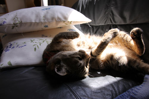 猫たちには関係のないGW_d0355333_19310443.jpg