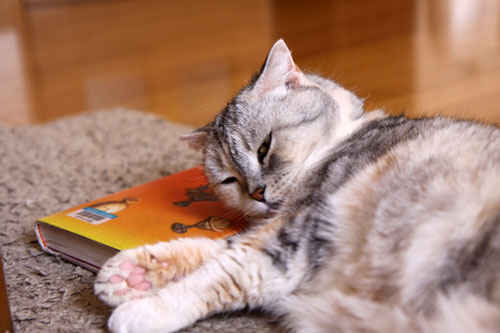 猫たちには関係のないGW_d0355333_19310558.jpg