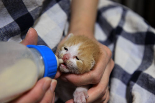ぐびぐび飲むのだ_d0355333_19311163.jpg