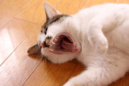 詮無い事だけど・・・_d0355333_19311480.jpg