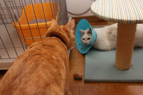 詮無い事だけど・・・_d0355333_19311569.jpg