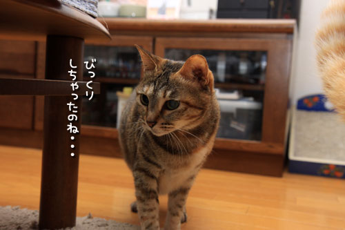 驚きのリビングデビュー?_d0355333_19311655.jpg