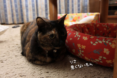 驚きのリビングデビュー?_d0355333_19311667.jpg