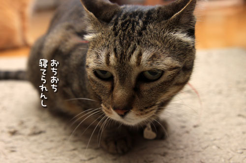 驚きのリビングデビュー?_d0355333_19311765.jpg