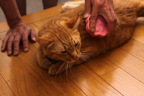 抜け毛の季節_d0355333_19312011.jpg