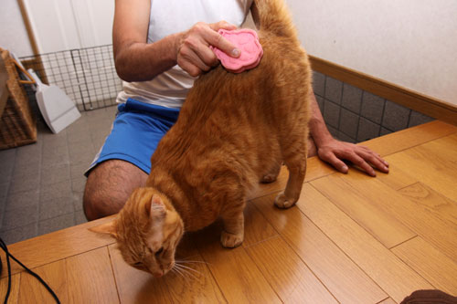抜け毛の季節_d0355333_19312050.jpg