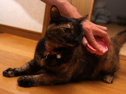 抜け毛の季節_d0355333_19312122.jpg