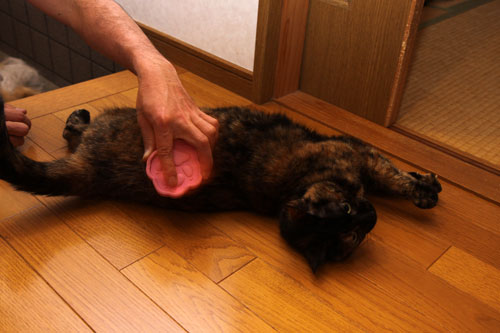 抜け毛の季節_d0355333_19312151.jpg