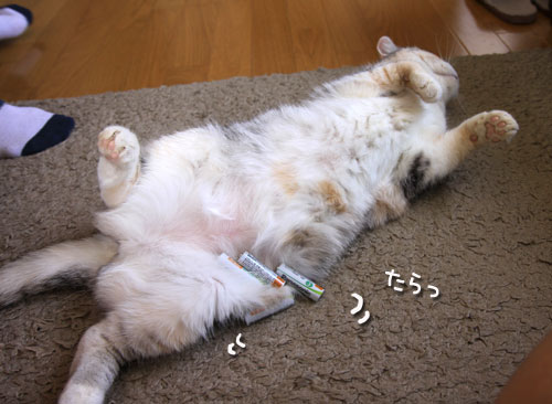 お腹でエコ充電器_d0355333_19312701.jpg