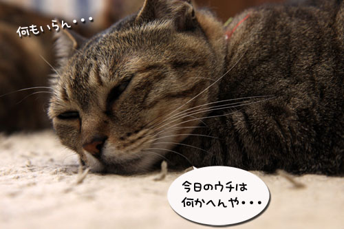 ワクチンショック_d0355333_19313253.jpg