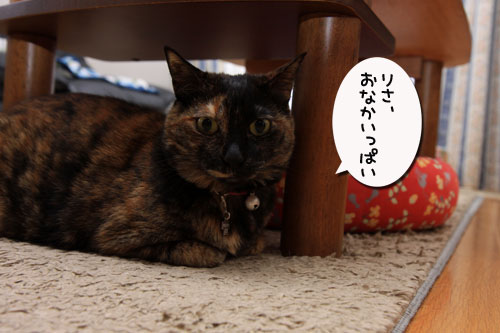ワクチンショック_d0355333_19313280.jpg