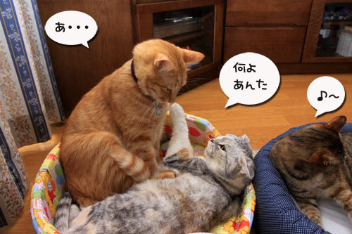 だから、ぼくは嫌われる?_d0355333_19313770.jpg