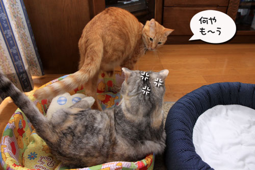 だから、ぼくは嫌われる?_d0355333_19313847.jpg