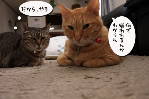 だから、ぼくは嫌われる?_d0355333_19313869.jpg