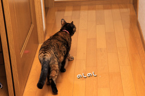 食べ頃はいつ?_d0355333_19314117.jpg