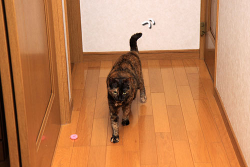 食べ頃はいつ?_d0355333_19314227.jpg
