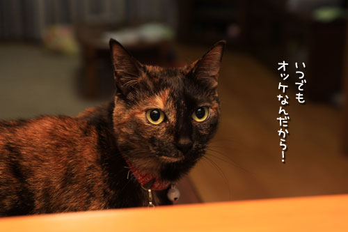 抑えきれない!_d0355333_19314406.jpg