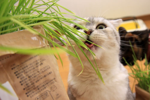 草なんか食べへん。_d0355333_19314683.jpg