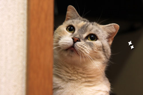 猫で千客万来_d0355333_19315113.jpg