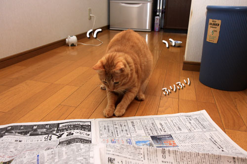 猫で千客万来_d0355333_19315121.jpg