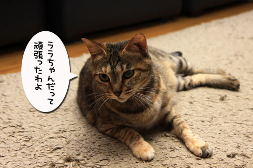 猫で千客万来_d0355333_19315156.jpg
