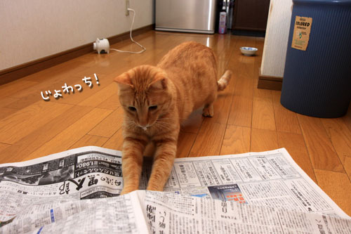 猫で千客万来_d0355333_19315191.jpg