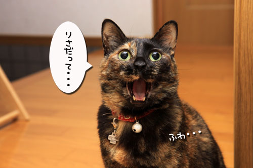 猫で千客万来_d0355333_19315217.jpg