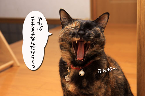 猫で千客万来_d0355333_19315279.jpg