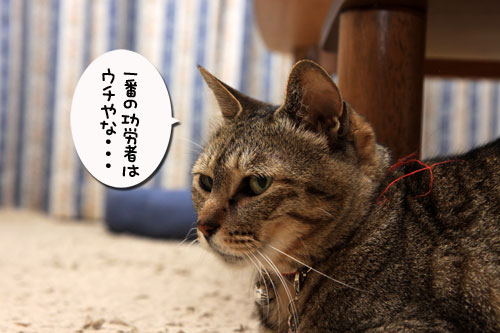 猫で千客万来_d0355333_19315280.jpg