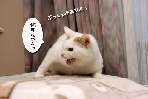 苦手克服キャンペーン_d0355333_19321408.jpg