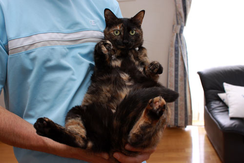 キュートさび猫!_d0355333_19321660.jpg