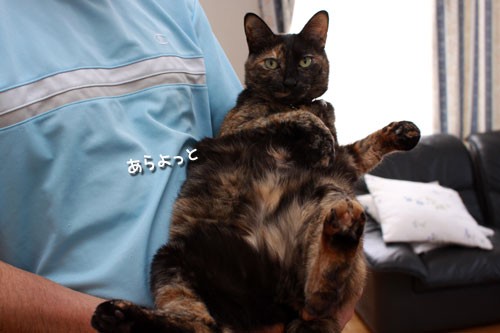 キュートさび猫!_d0355333_19321743.jpg