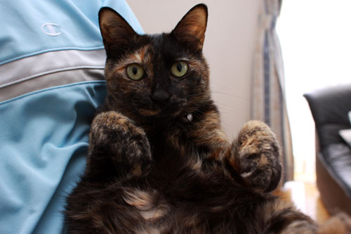 キュートさび猫!_d0355333_19321744.jpg