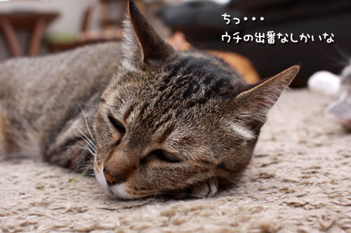 キュートさび猫!_d0355333_19321812.jpg