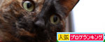 キュートさび猫!_d0355333_19321989.jpg