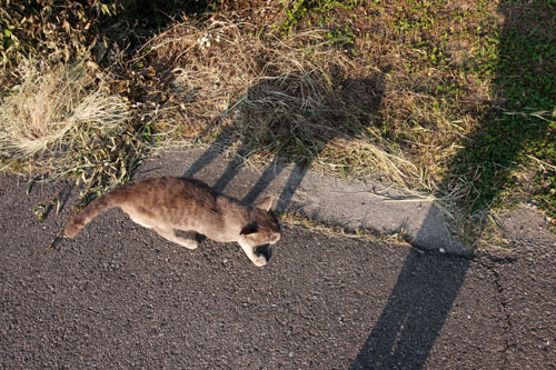 ぐれ隊長と朝の散歩_d0355333_19322752.jpg
