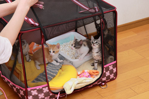 ちびっこたちの帰宅_d0355333_19323113.jpg