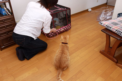 ちびっこたちの帰宅_d0355333_19323175.jpg