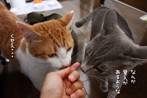 ごん太に会ってきたよ_d0355333_19324243.jpg