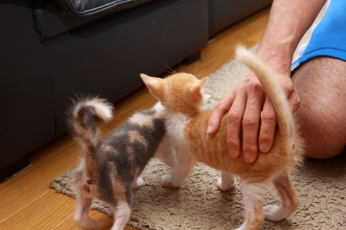 にゃんずの反応。_d0355333_19330186.jpg