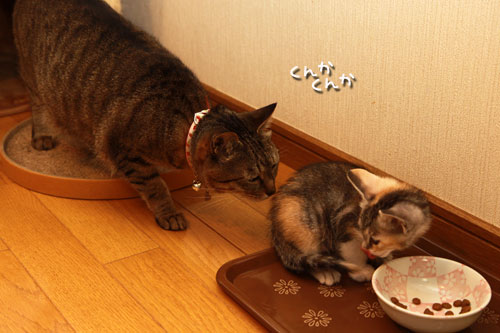 仔猫のにおいにノックアウト!_d0355333_19330703.jpg