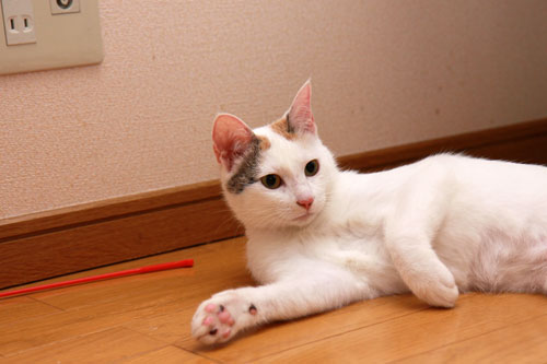 菜々子の帰宅_d0355333_19332836.jpg