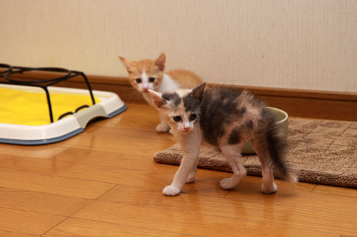 背中がぽわっと!_d0355333_19333479.jpg