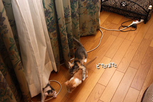 おしりのにおいは殺人的。_d0355333_19334814.jpg