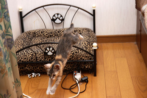 おしりのにおいは殺人的。_d0355333_19334849.jpg