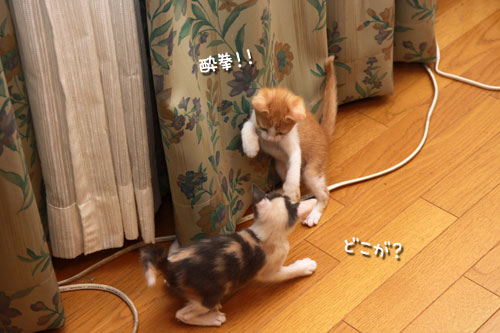 おしりのにおいは殺人的。_d0355333_19334854.jpg