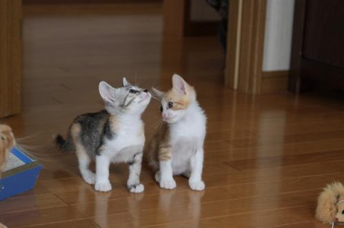 頂き物写真_d0355333_19335639.jpg