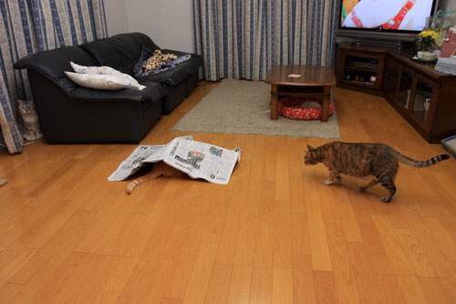 これがええのや!_d0355333_19340380.jpg